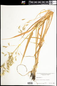 Avena sativa image