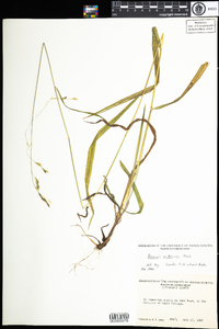 Bromus pubescens image