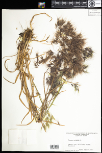 Bromus tectorum image