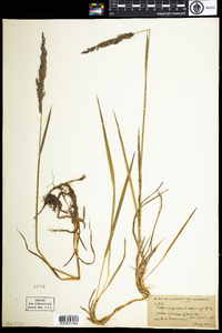 Calamagrostis pickeringii image