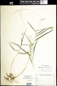 Muhlenbergia sobolifera image