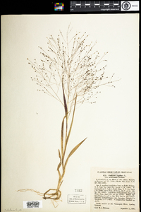 Panicum capillare image