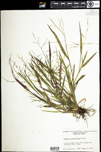 Panicum dichotomiflorum image