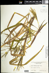 Panicum dichotomiflorum image