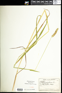 Phleum pratense image