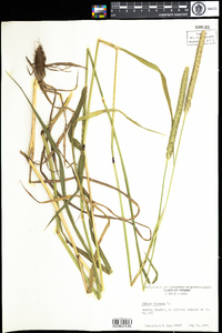 Phleum pratense image