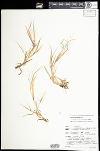 Panicum philadelphicum image