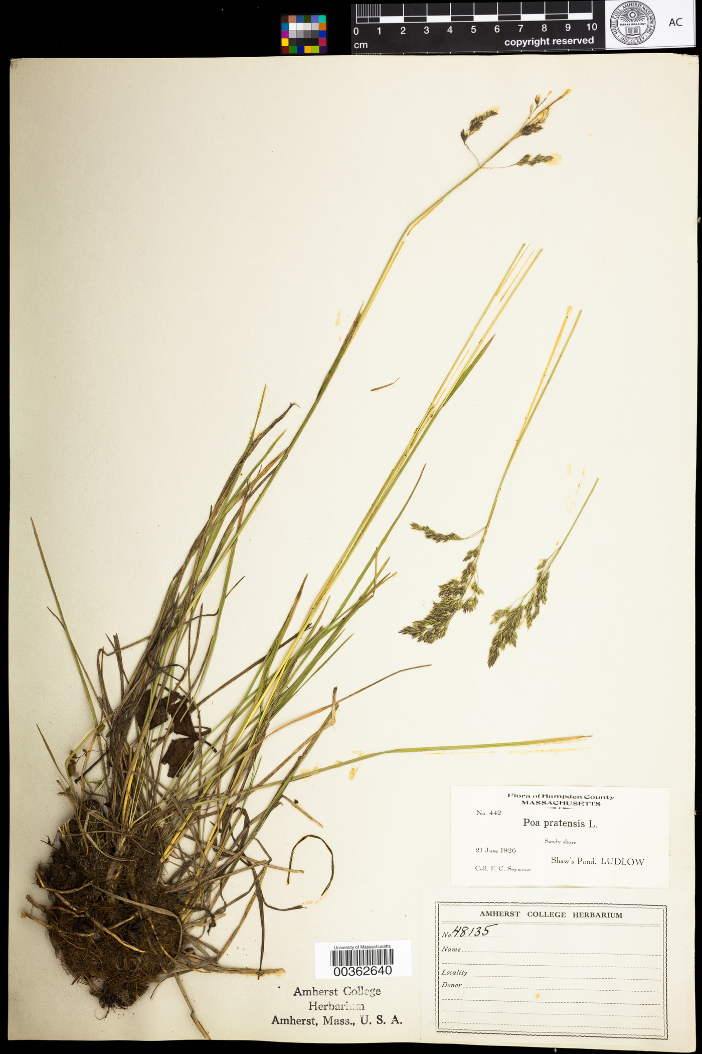 Poa pratensis image