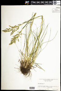 Poa pratensis image