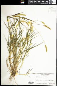 Setaria viridis image