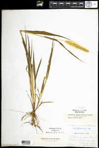 Setaria viridis image