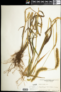 Setaria faberi image