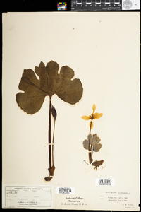 Sanguinaria canadensis image