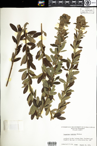 Lespedeza capitata image