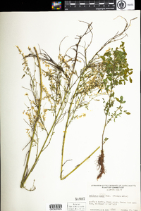 Melilotus officinalis image