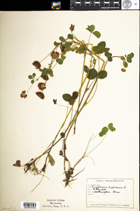 Trifolium hybridum image