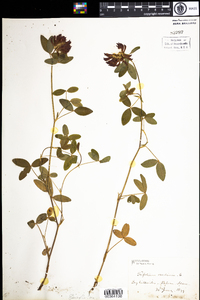 Trifolium medium image