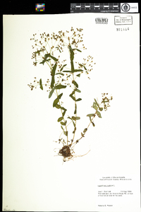 Hypericum mutilum image