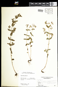 Hypericum mutilum image