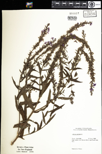 Lythrum salicaria image