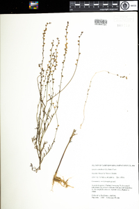 Nuttallanthus canadensis image