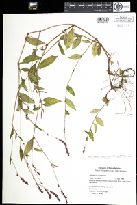 Polygonum cespitosum var. longisetum image