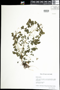 Oxalis stricta image