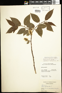 Salix pentandra image