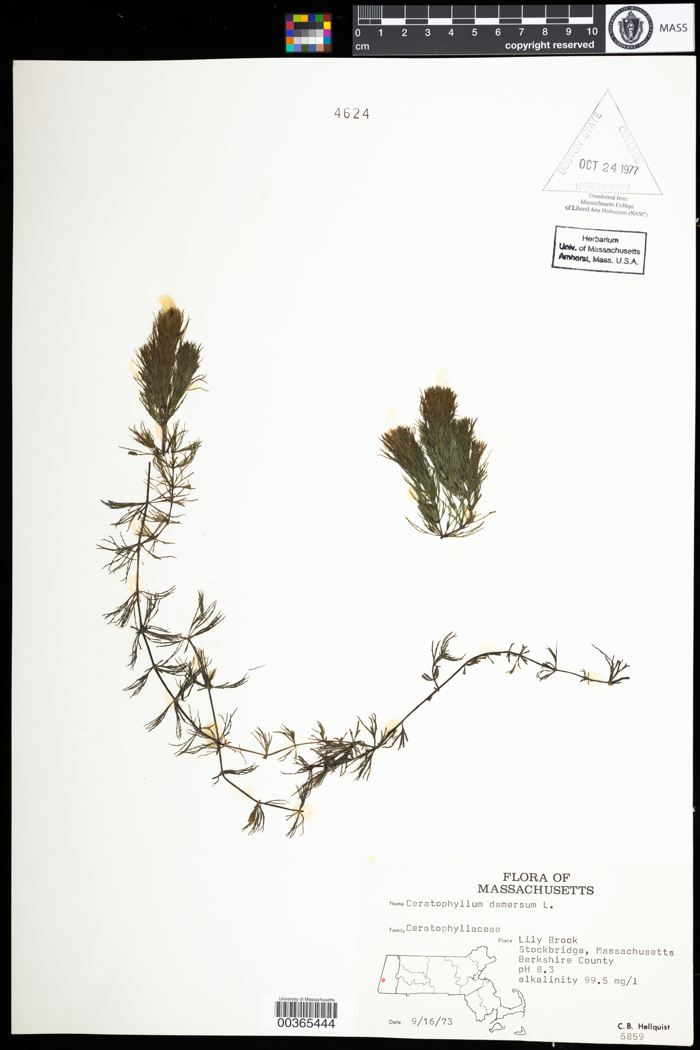 Ceratophyllaceae image