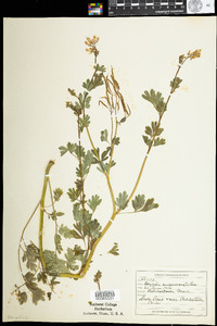 Corydalis sempervirens image