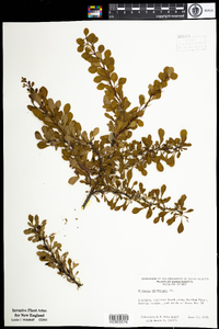 Berberis thunbergii image