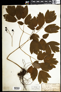 Caulophyllum thalictroides image