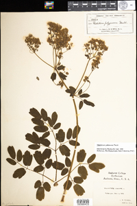 Thalictrum pubescens image