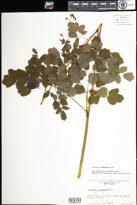 Thalictrum pubescens image