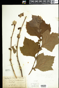 Platanus occidentalis image