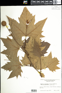 Platanus hybrida image