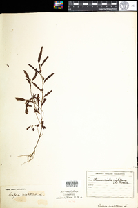 Chamaecrista nictitans image