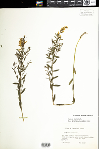 Genista tinctoria image