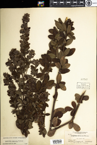 Lespedeza capitata image