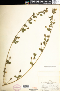 Medicago lupulina image