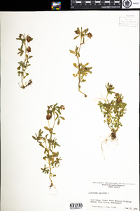 Trifolium aureum image