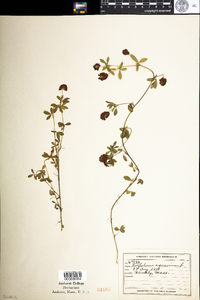 Trifolium aureum image