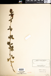 Trifolium aureum image