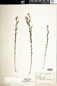 Polygala sanguinea image