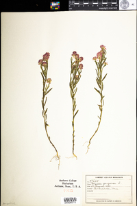 Polygala sanguinea image