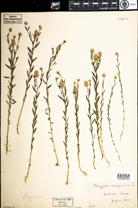 Polygala sanguinea image