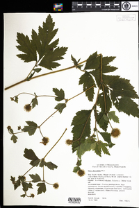 Geum laciniatum image