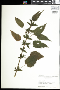 Urtica dioica image