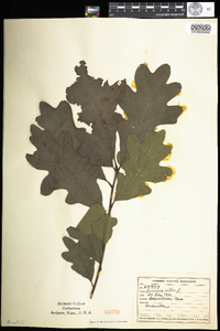 Quercus alba image