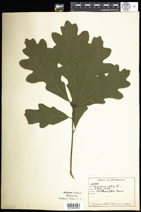 Quercus alba image